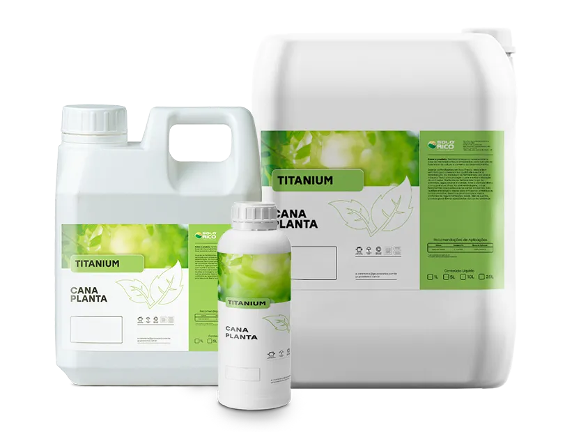 Cana Planta